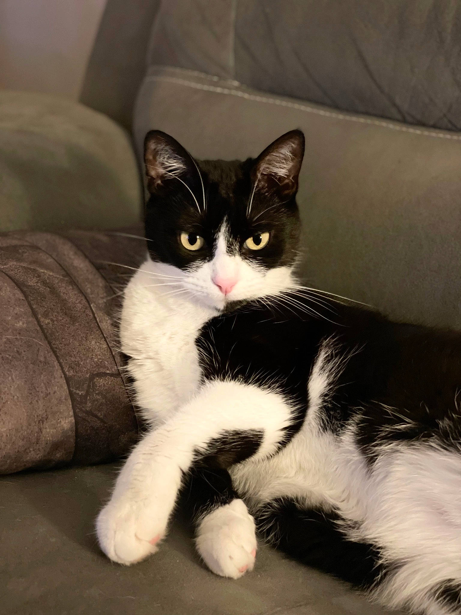 Maya a rejoint le concours — aidez-le/la à gagner de superbes lots ! carnivore, cat, claw, comfort, couch, domestic_short_haired_cat, felidae, foot, fur, grey, human_leg, paw, sitting, small_to_medium_sized_cats, snout, tail, terrestrial_animal, whiskers