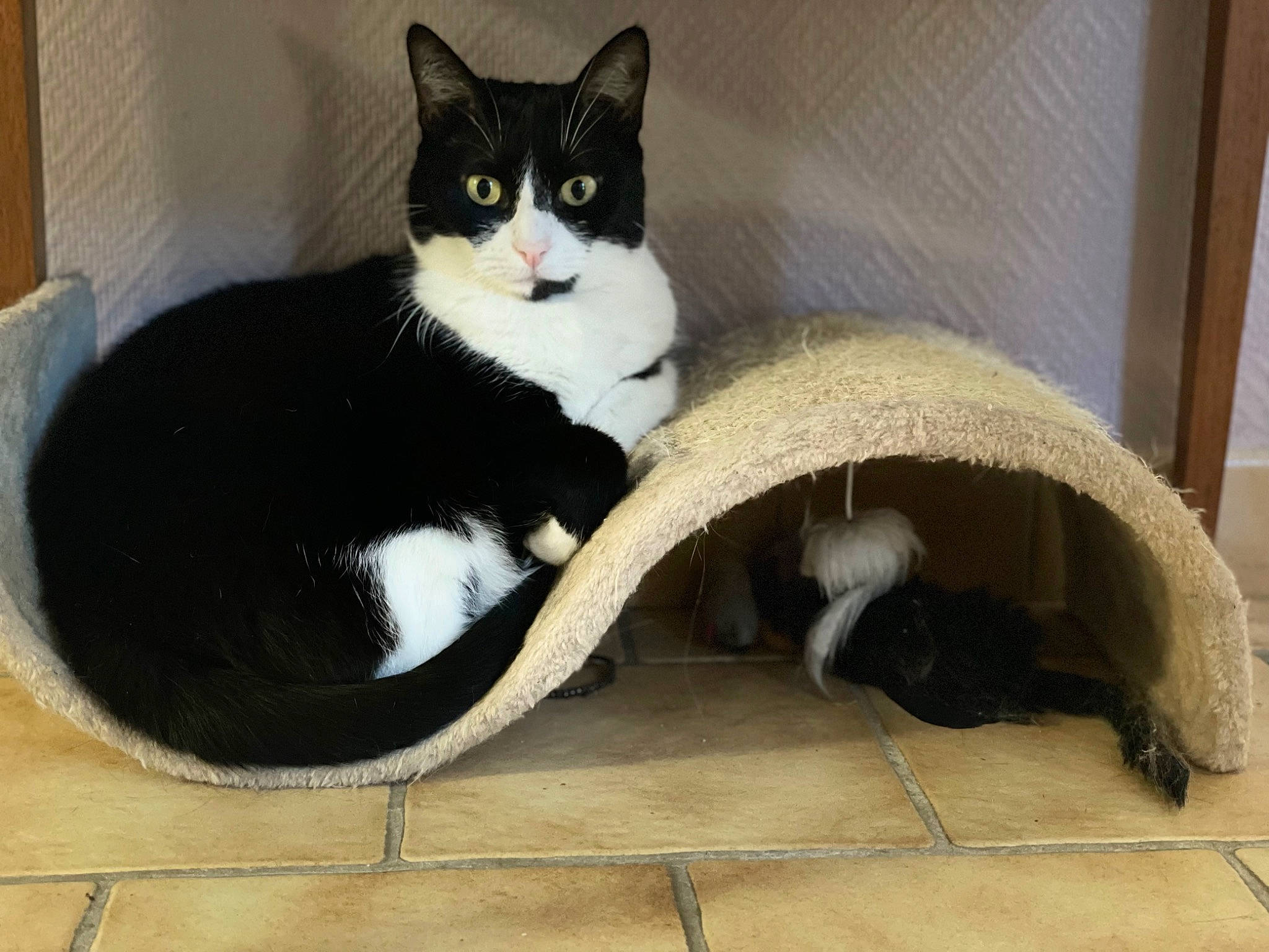 Maya a rejoint le concours — aidez-le/la à gagner de superbes lots ! black_cat, box, carnivore, cat, cat_supply, comfort, domestic_short_haired_cat, felidae, flooring, fur, hardwood, paw, pet_supply, sitting, small_to_medium_sized_cats, snout, tail, whiskers, window, wood