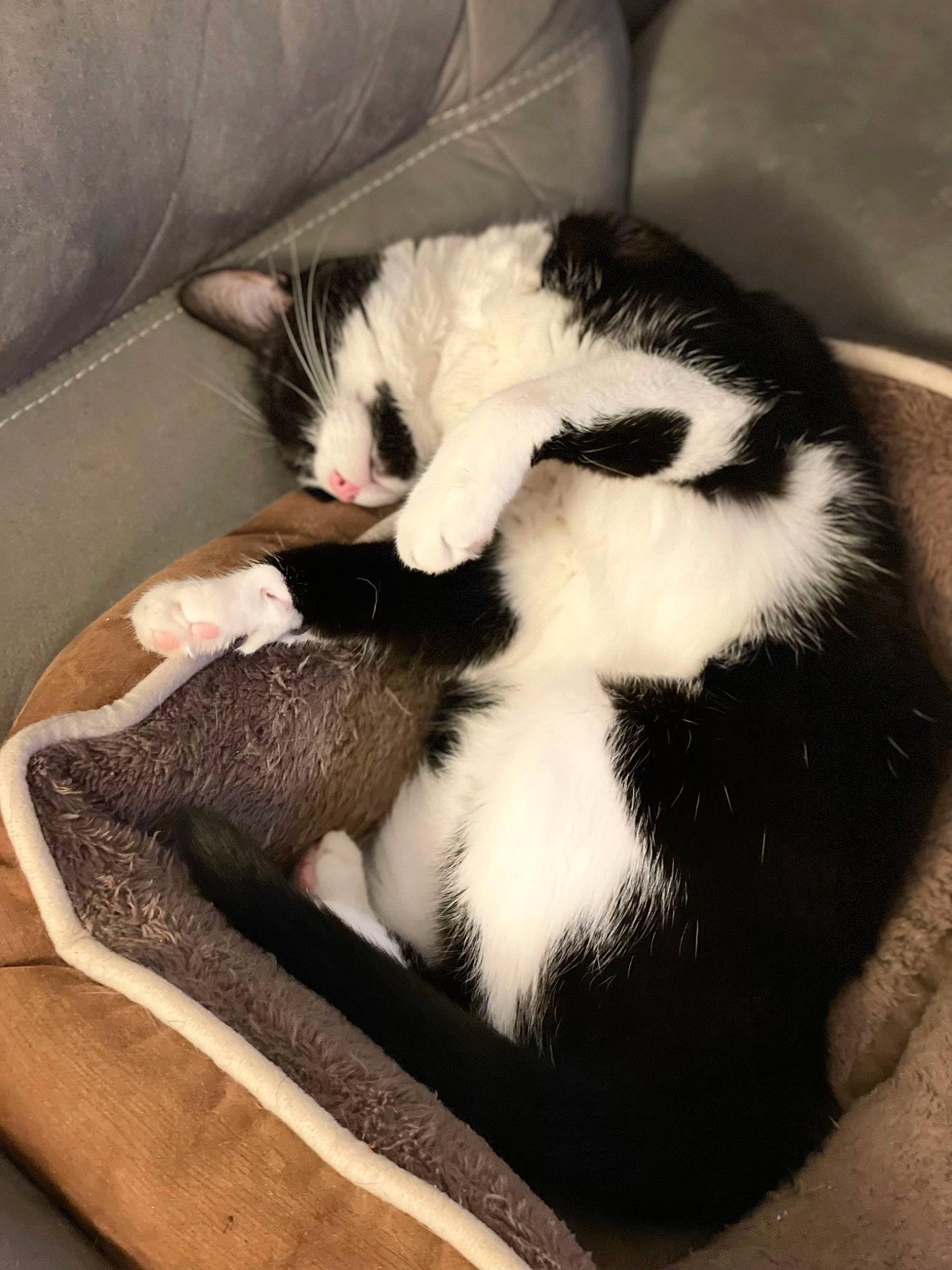 Maya participe au concours pour gagner de l'argent avec cette photo : carnivore, cat, cat_bed, cat_supply, claw, comfort, couch, domestic_short_haired_cat, eye, felidae, fur, nap, paw, sleep, small_to_medium_sized_cats, snout, tail, terrestrial_animal, whiskers