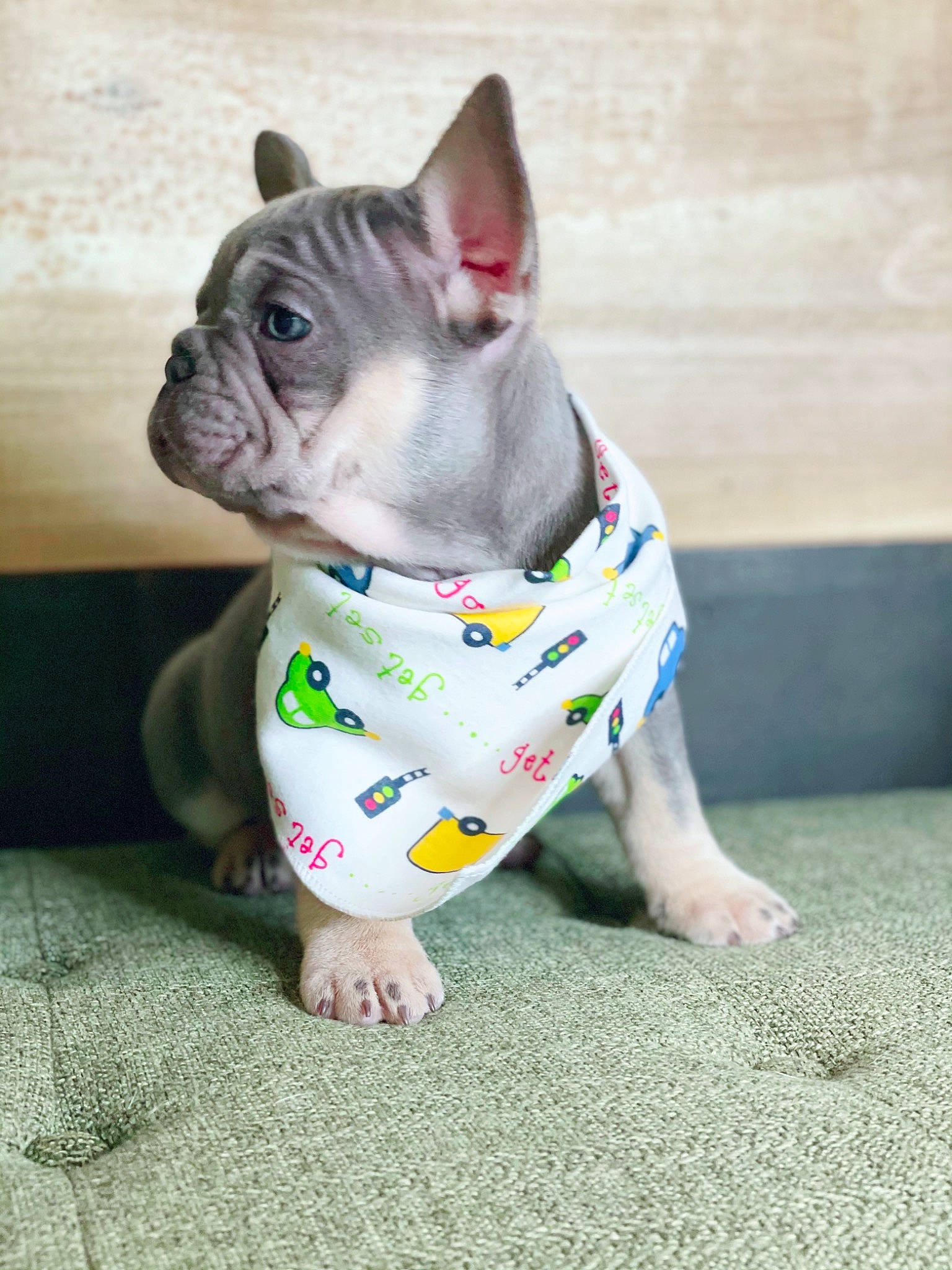 Chapo is registered to the contest to win money with this photo: bulldog, canidae, carnivore, companion_dog, dog, dog_breed, dog_supply, fawn, flooring, grass, grey, non_sporting_group, pet_supply, snout, sporting_group, terrestrial_animal, toy_dog, whiskers, working_animal, wrinkle