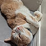 Lupillo is registered to the contest to win money with this photo: cat, orange_cat, white_cat, pet, relaxed, lying_down, floor, indoor, fur, whiskers, ears, collar, close_up, resting, cute, domestic_cat, sleepy, animal, mammal, feline