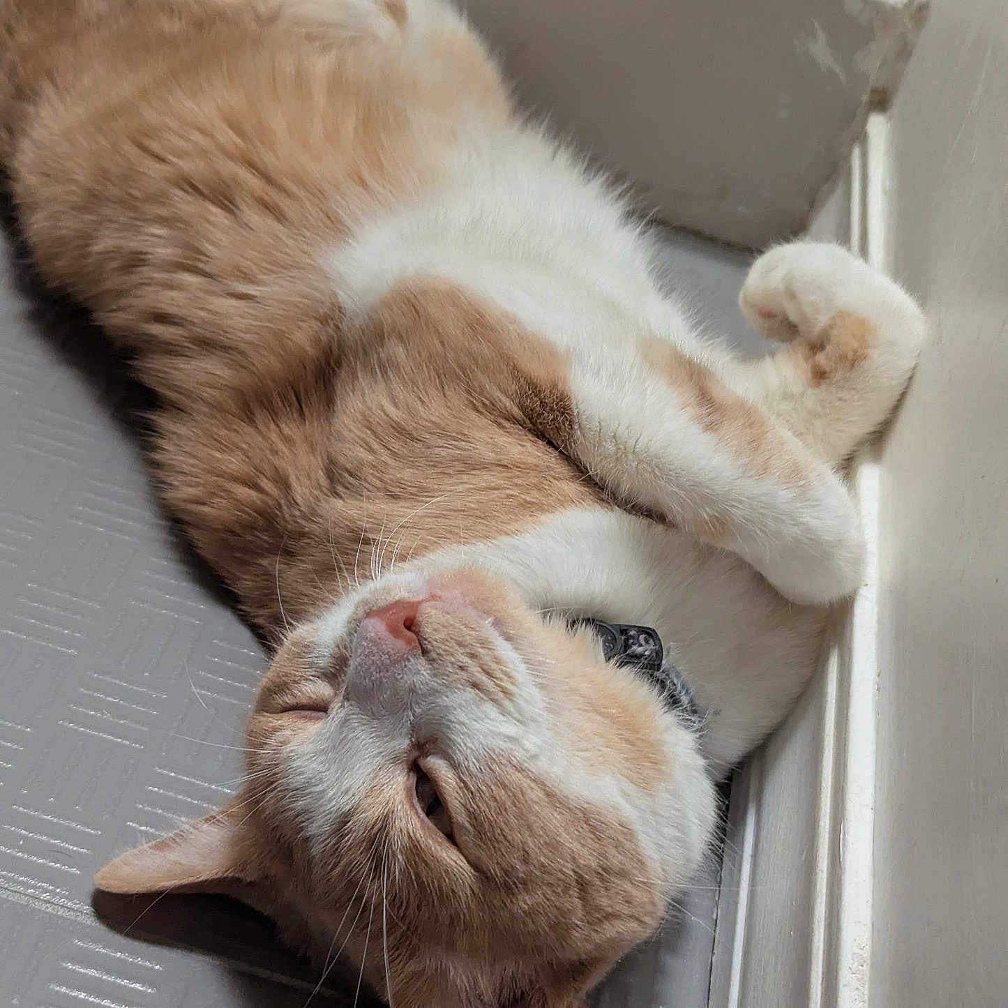 Lupillo is registered to the contest to win money with this photo: animal, cat, close_up, collar, cute, domestic_cat, ears, feline, floor, fur, indoor, lying_down, mammal, orange_cat, pet, relaxed, resting, sleepy, whiskers, white_cat