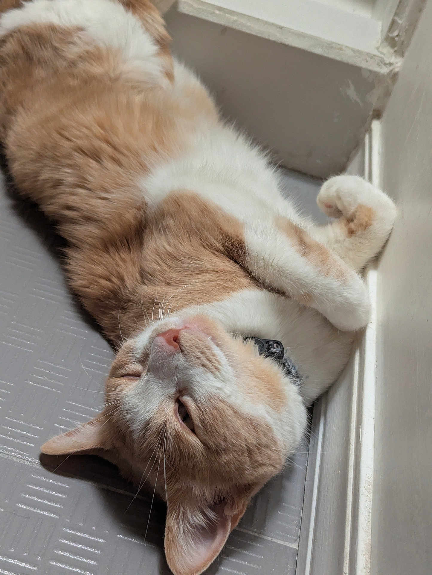 Lupillo is registered to the contest to win money with this photo: cat, orange_cat, white_cat, pet, relaxed, lying_down, floor, indoor, fur, whiskers, ears, collar, close_up, resting, cute, domestic_cat, sleepy, animal, mammal, feline