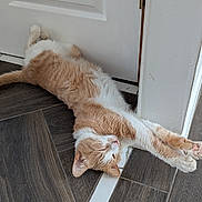 Lupillo joined the competition — help win amazing prizes! cat, ginger, white, stretching, floor, tile, door, relaxed, paws, sleeping, indoor, pet, animal, fur, whiskers, claws, home, cozy, quiet, resting