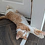 cat, ginger, white, stretching, floor, tile, door, relaxed, paws, sleeping, indoor, pet, animal, fur, whiskers, claws, home, cozy, quiet, resting