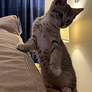 Rocky joined the competition — help win amazing prizes! animal, cat, couch, cozy, curious, curtain, cute, feline, furniture, home, indoor, kitten, lamp, paw, pet, playful, small, striped, whiskers, young