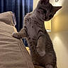 animal, cat, couch, cozy, curious, curtain, cute, feline, furniture, home, indoor, kitten, lamp, paw, pet, playful, small, striped, whiskers, young