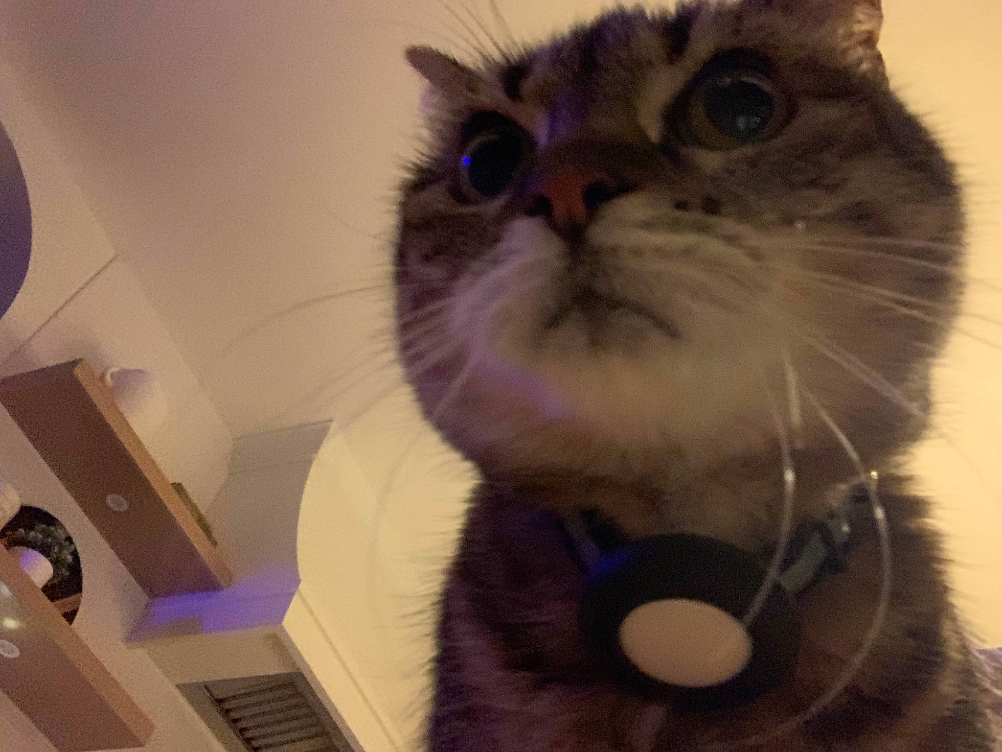 Buster joined the competition — help win amazing prizes! bag, balinese, box, carnivore, cat, domestic_short_haired_cat, fawn, felidae, fur, gadget, moustache, paw, selfie, small_to_medium_sized_cats, thai, whiskers