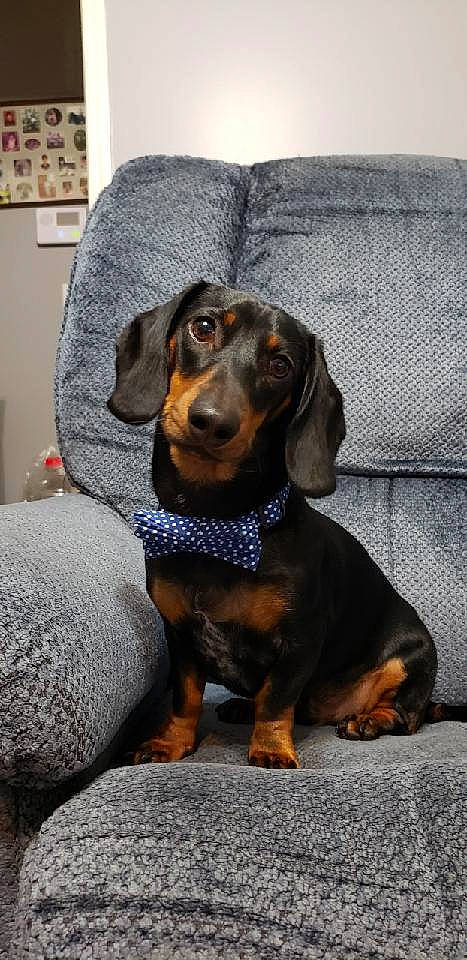 Ron is registered to the contest to win money with this photo: canidae, carnivore, comfort, companion_dog, dog, dog_breed, grey, hound, hunting_dog, light_switch, liver, picture_frame, scent_hound, snout, sporting_group, terrestrial_animal, working_animal, working_dog