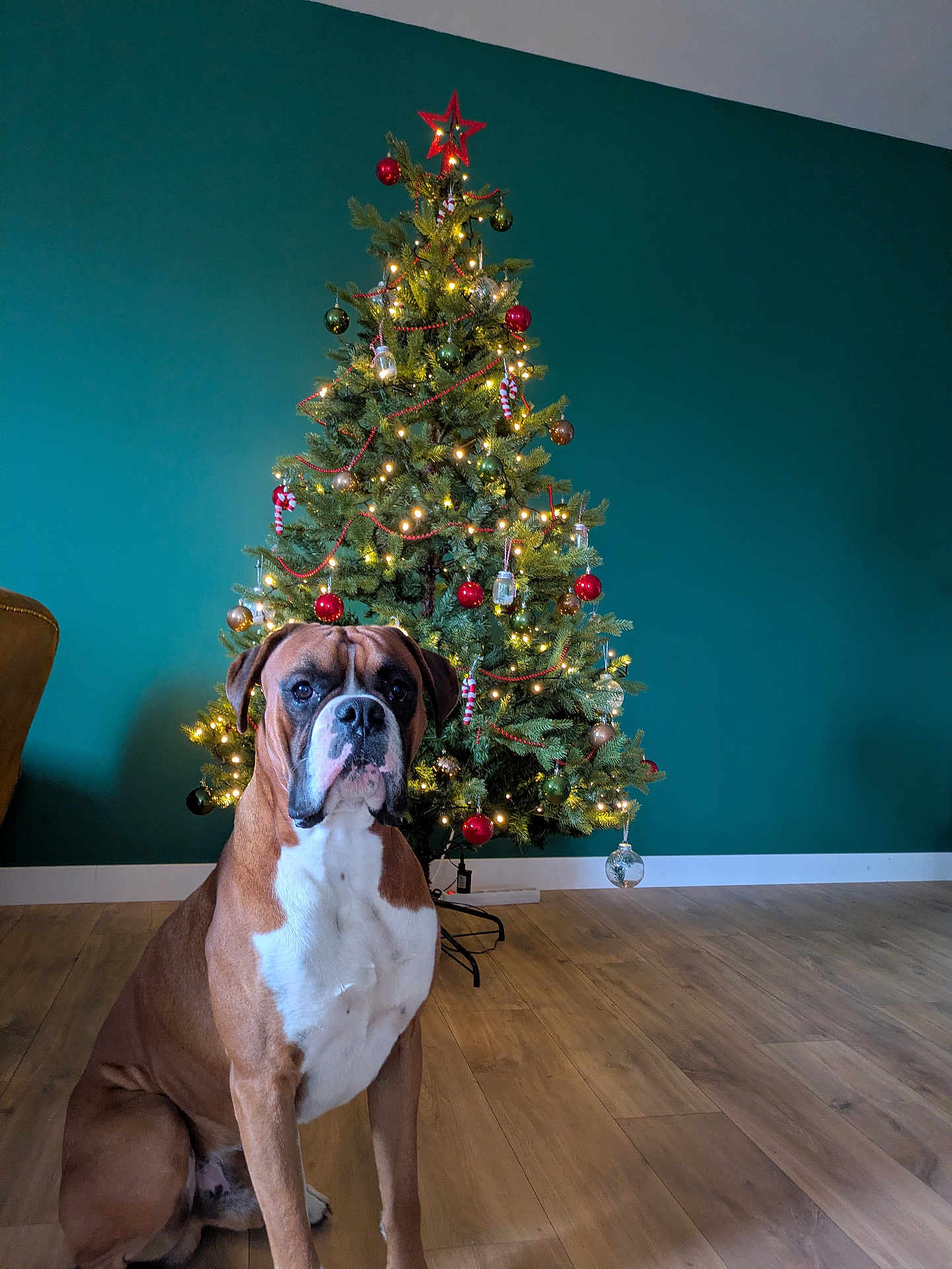 Oscar a rejoint le concours — aidez-le/la à gagner de superbes lots ! dog, boxer, christmas_tree, ornaments, lights, holiday, indoor, wooden_floor, green_wall, decorations, sitting, pet, canine, festive, calm, domestic, companion, animal, tree_star, red_balls
