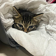 Altesse participe au concours pour gagner de l'argent avec cette photo : kitten, cat, tabby, blanket, cozy, fur, pet, animal, whiskers, ears, cute, indoor, resting, soft, comfort, nest, young, sleepy, closeup, curious