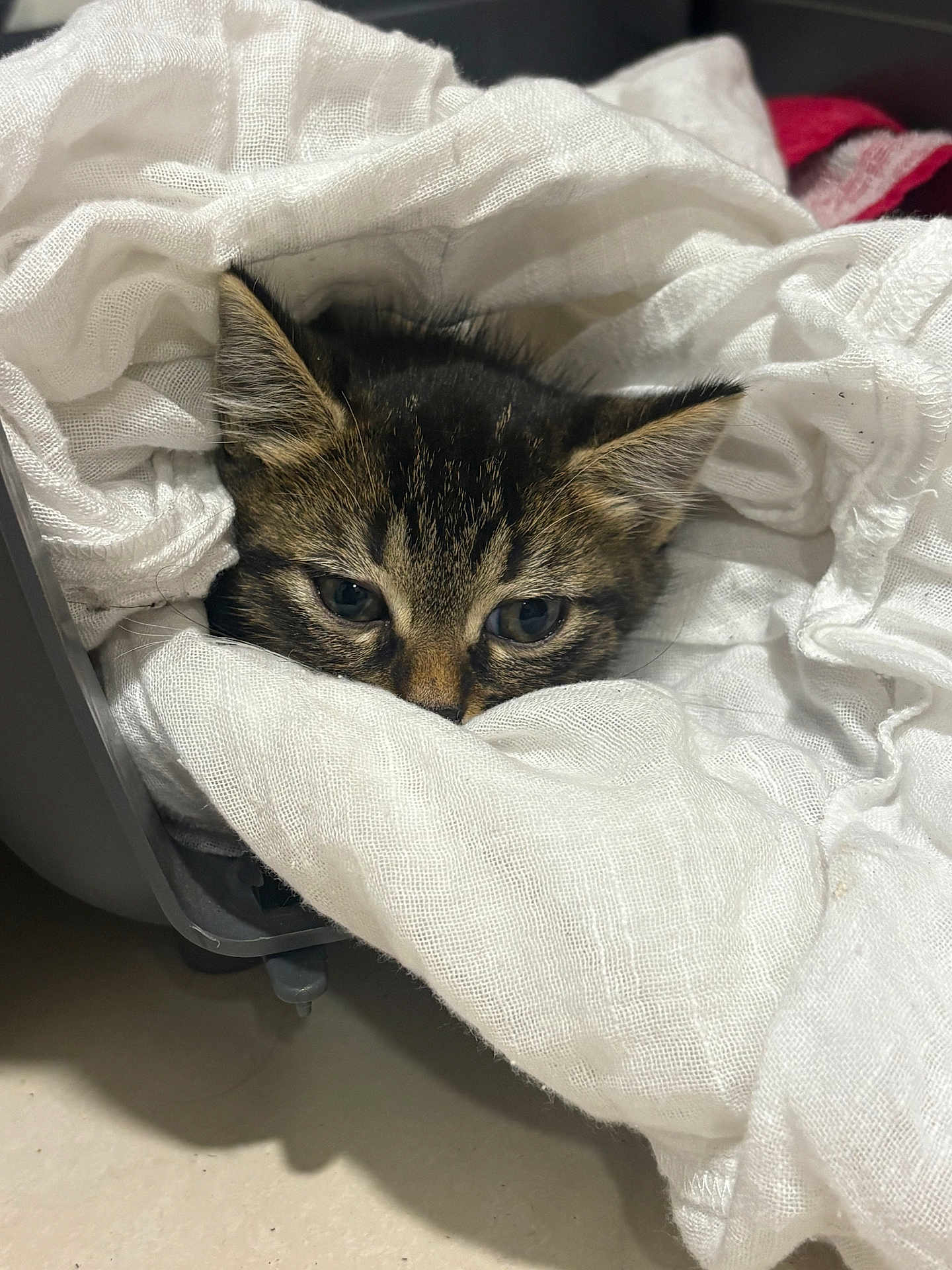 Altesse participe au concours pour gagner de l'argent avec cette photo : kitten, cat, tabby, blanket, cozy, fur, pet, animal, whiskers, ears, cute, indoor, resting, soft, comfort, nest, young, sleepy, closeup, curious