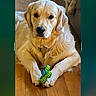 dog, golden_retriever, puppy, pet, canine, fluffy, sitting, rope_toy, chew_toy, wooden_floor, indoor, home, living_room, brown_furniture, portrait, front_view, looking_at_camera, white_fur, golden_fur, playful