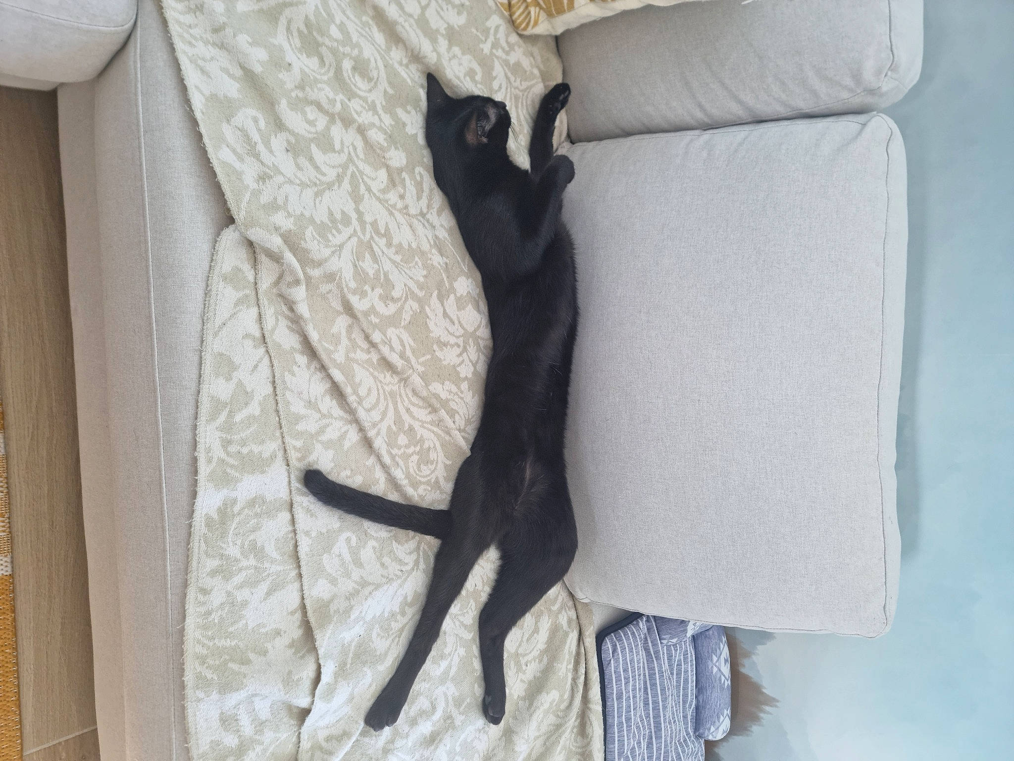 Batman a rejoint le concours — aidez-le/la à gagner de superbes lots ! black_cat, carnivore, comfort, companion_dog, curtain, dog, dog_breed, fawn, felidae, formal_wear, fur, grey, linens, sleeve, small_to_medium_sized_cats, sporting_group, tail, whiskers, window_treatment, wood