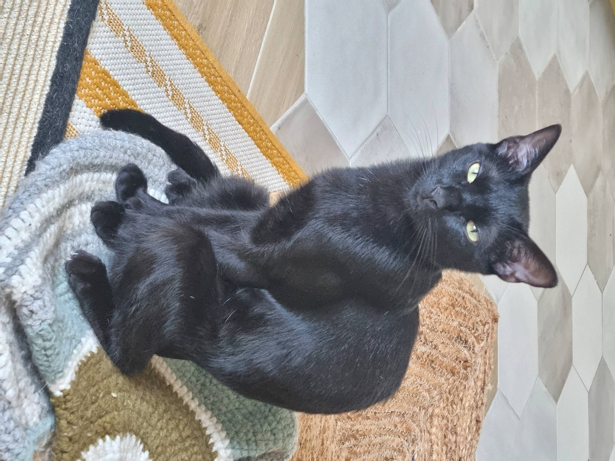 Batman participe au concours pour gagner de l'argent avec cette photo : black_cat, bombay, canidae, carnivore, cat, claw, comfort, dog_breed, domestic_short_haired_cat, felidae, fur, grey, small_to_medium_sized_cats, tail, terrestrial_animal, whiskers