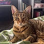 cat, tabby_cat, pet, feline, animal, indoor, blanket, green, white, striped, sitting, relaxed, fur, whiskers, ears, face, bedroom, shelf, books, home
