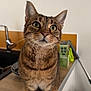 cat, tabby_cat, kitchen, counter, curious, pet, domestic_animal, whiskers, ears, fur, wide_eyes, indoor, household, feline, animal, closeup, sitting, table, appliance, domestic_life