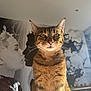 cat, tabby, animal, pet, feline, striped_fur, portrait, indoor, sunlight, shadow, mural, wall_art, black_and_white, face, table, cup, coat, whiskers, close_up, domestic_animal