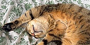Zina a rejoint le concours — aidez-le/la à gagner de superbes lots ! cat, tabby, sleeping, stretching, paws, blanket, floral_pattern, fur, whiskers, relaxation, indoor, pet, cute, cozy, nap, animal, striped, soft, domestic_cat, resting