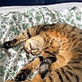 cat, tabby, sleeping, stretching, paws, blanket, floral_pattern, fur, whiskers, relaxation, indoor, pet, cute, cozy, nap, animal, striped, soft, domestic_cat, resting