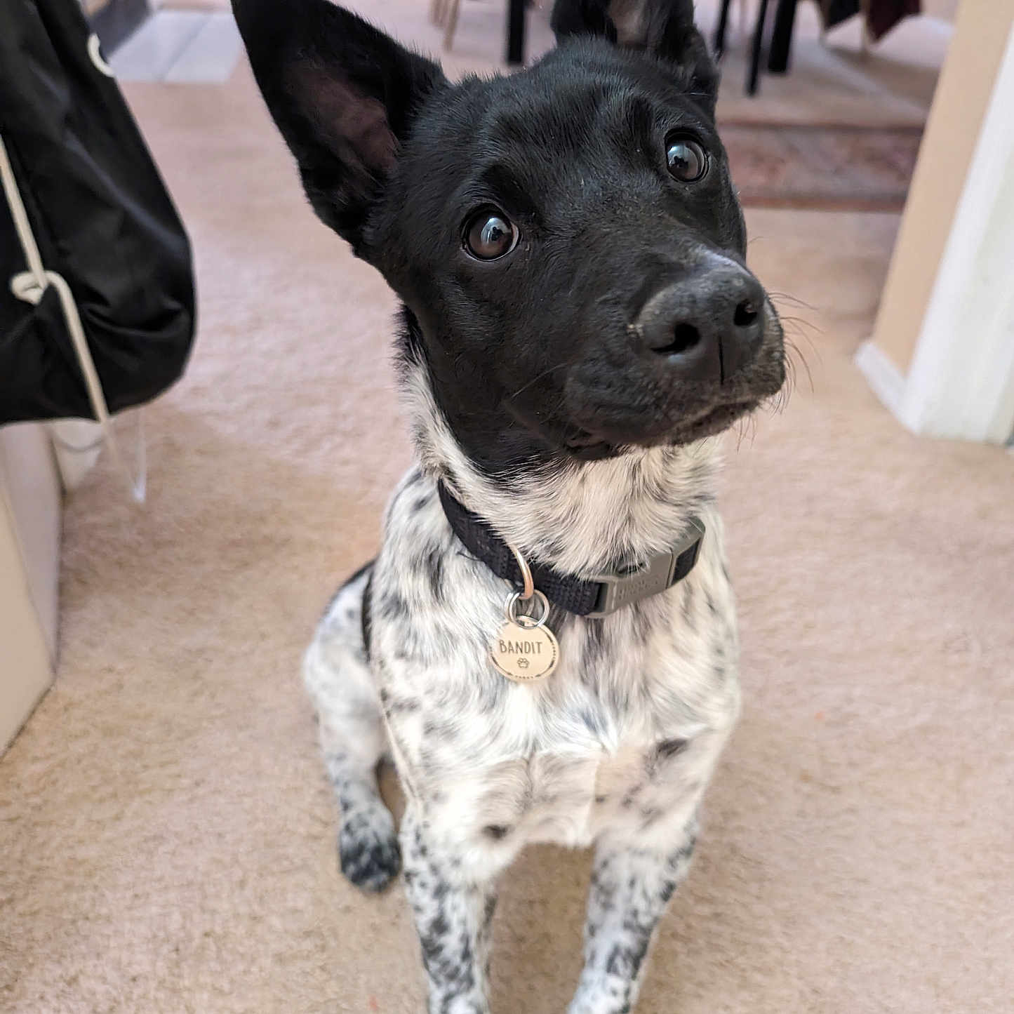Bandit joined the competition — help win amazing prizes! accessories, animal, bag, bulldog, canine, chihuahua, collar, dog, furniture, handbag, hardwood, hound, labradorretriever, leash, pet, plywood, pointer, puppy, strap, wood