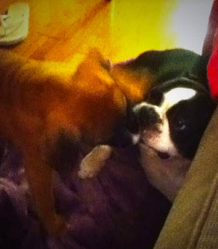 Benjamin joined the competition — help win amazing prizes! art, boston_terrier, carnivore, cloud, comfort, companion_dog, dog, dog_breed, meteorological_phenomenon, nap, non_sporting_group, paw, puppy, sky, square, tail, tints_and_shades, toy_dog, vertebrate, whiskers