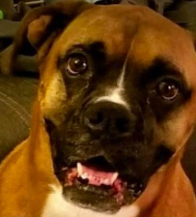 Benjamin joined the competition — help win amazing prizes! boxer, canidae, carnivore, companion_dog, dog, dog_breed, ear, fawn, fur, giant_dog_breed, guard_dog, jaw, molosser, snout, sporting_group, terrestrial_animal, whiskers, working_animal, working_dog, wrinkle