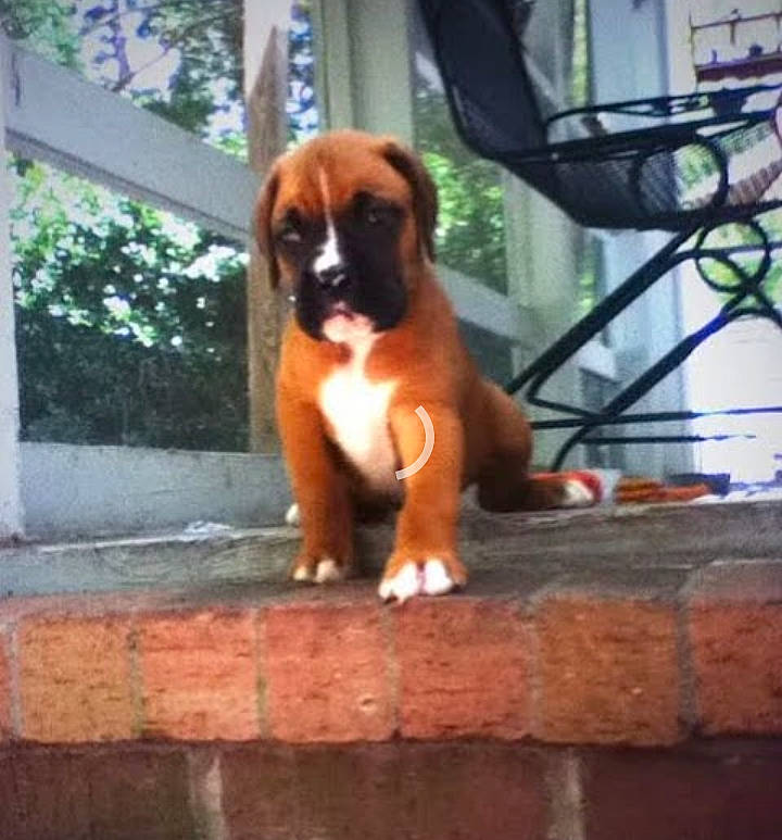 Benjamin joined the competition — help win amazing prizes! canidae, carnivore, companion_dog, dog, dog_breed, fawn, flowerpot, liver, metal, paw, plant, porch, snout, sporting_group, tail, tints_and_shades, window, wood, working_animal, working_dog