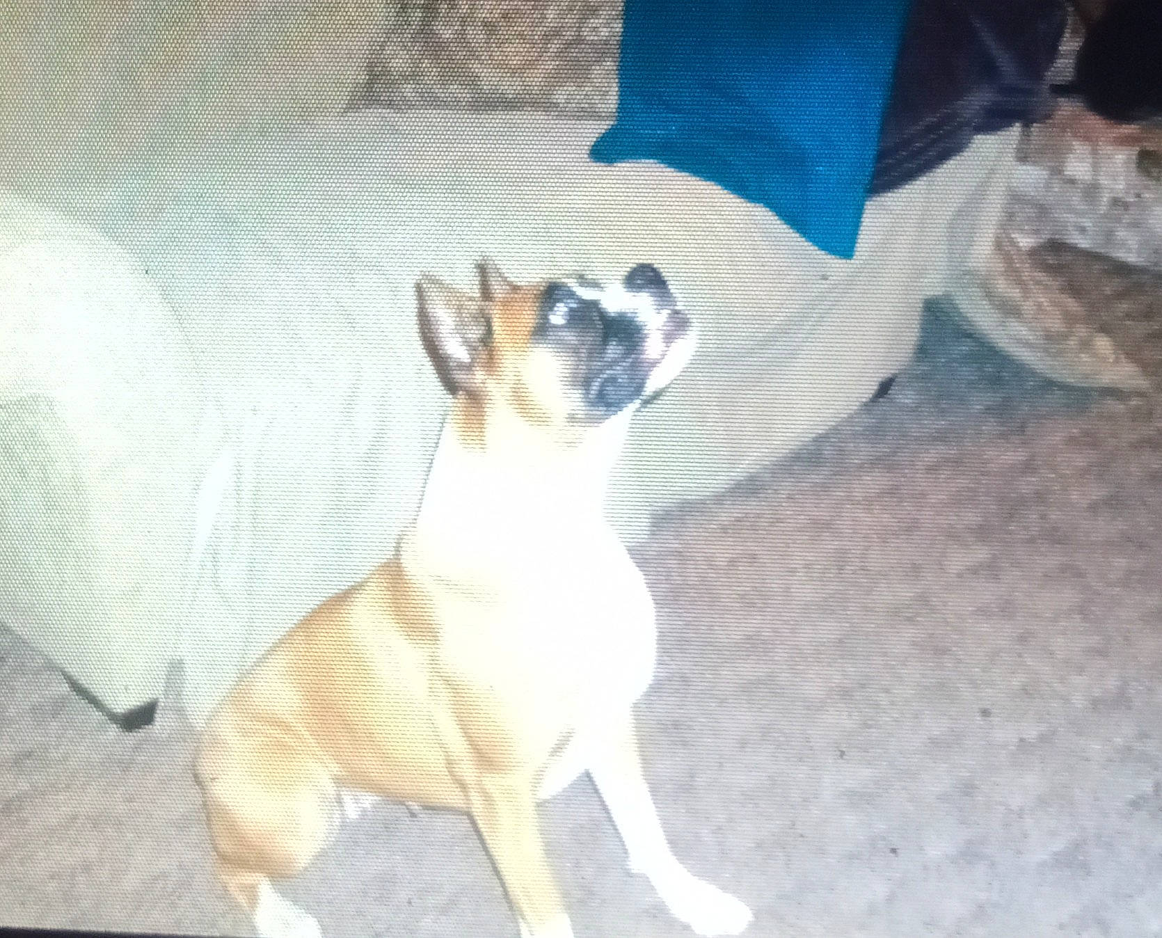 Sadie joined the competition — help win amazing prizes! ancient_dog_breeds, canidae, carnivore, comfort, companion_dog, dog, dog_breed, fawn, felidae, fur, non_sporting_group, paw, pet_supply, snout, sporting_group, tail, terrestrial_animal, toy_dog, whiskers, working_animal