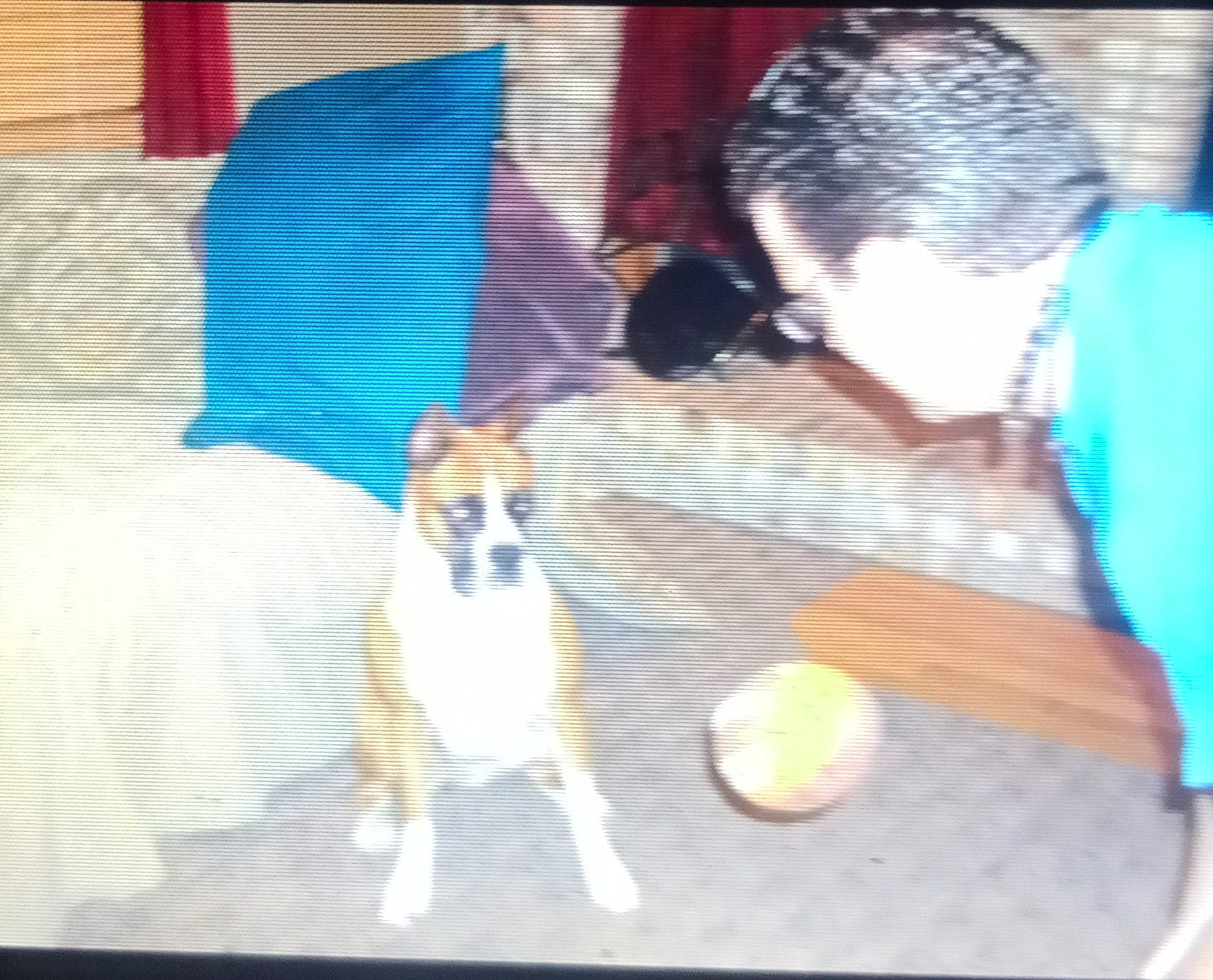 Sadie is registered to the contest to win money with this photo: ancient_dog_breeds, canidae, carnivore, companion_dog, dog, dog_breed, eyewear, fawn, felidae, fur, guard_dog, non_sporting_group, paw, photo_caption, small_to_medium_sized_cats, sporting_group, tableware, tail, whiskers, working_dog