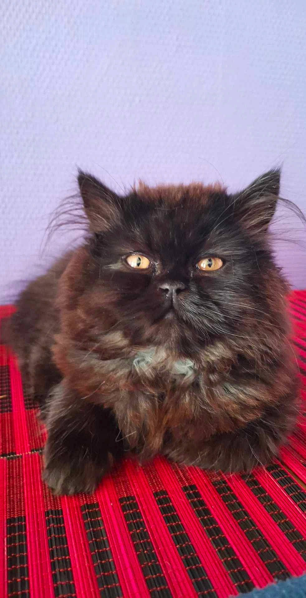 Zaya participe au concours pour gagner de l'argent avec cette photo : carnivore, cat, event, fawn, felidae, fur, persian, plant, small_to_medium_sized_cats, snout, staple_food, terrestrial_animal, whiskers