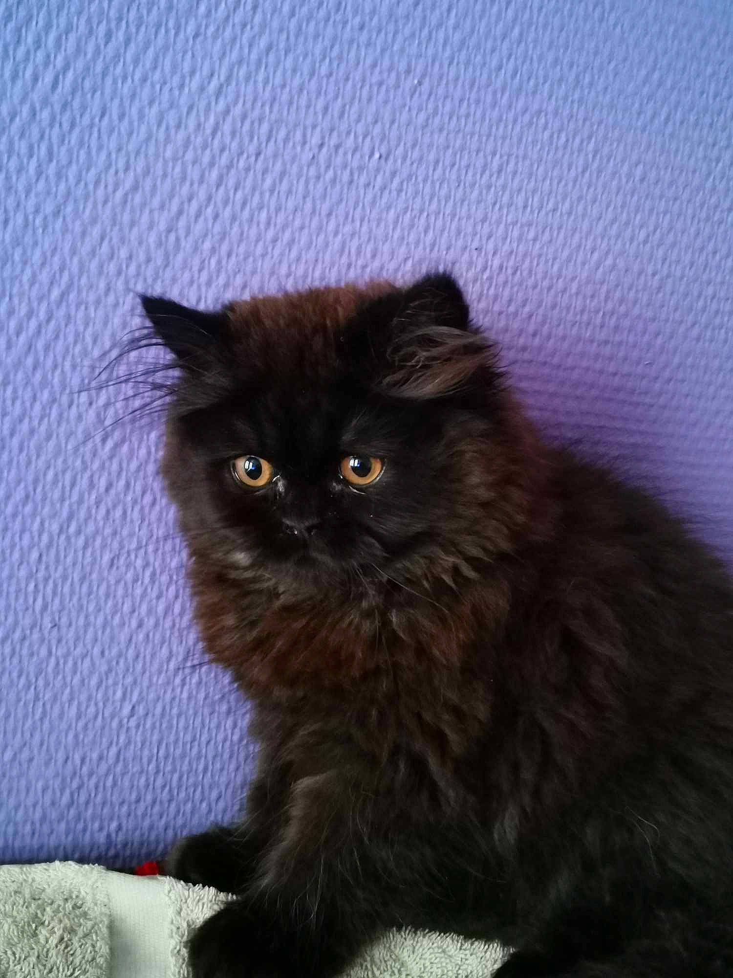 Zaya a rejoint le concours — aidez-le/la à gagner de superbes lots ! british_longhair, brown, carnivore, cat, eye, fawn, felidae, fur, persian, small_to_medium_sized_cats, snout, tail, terrestrial_animal, whiskers