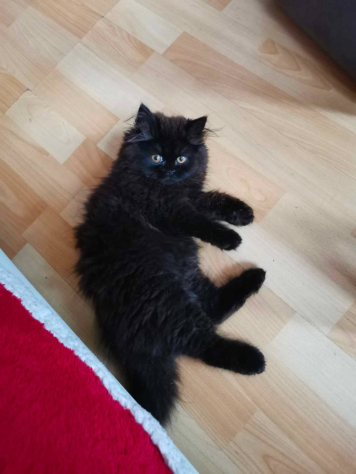 Zaya a rejoint le concours — aidez-le/la à gagner de superbes lots ! black_cat, bombay, carnivore, cat, claw, domestic_short_haired_cat, felidae, flooring, foot, fur, hardwood, human_leg, paw, plant, small_to_medium_sized_cats, tail, whiskers, wood, wood_flooring, wood_stain