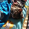 Binx Schulz is registered to the contest to win money with this photo: cat, tabby, sleeping, blanket, bed, sunlight, shadow, indoor, cozy, colorful, fabric, cartoon, pattern, comfort, resting, animal, pet, fur, relaxation, nap