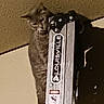 cat, animal, pet, ladder, indoor, furniture, curious, gray, feline, climbing, equipment, wall, shadow, low_light, grainy, blurry, texture, metal, household, quiet