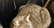 Binx Schulz is registered to the contest to win money with this photo: cat, tabby, feline, pet, animal, indoor, chair, resting, curled_up, fur, whiskers, ears, eyes, domestic_animal, cozy, dark, quiet, relaxed, home, mammal