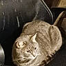 cat, tabby, feline, pet, animal, indoor, chair, resting, curled_up, fur, whiskers, ears, eyes, domestic_animal, cozy, dark, quiet, relaxed, home, mammal