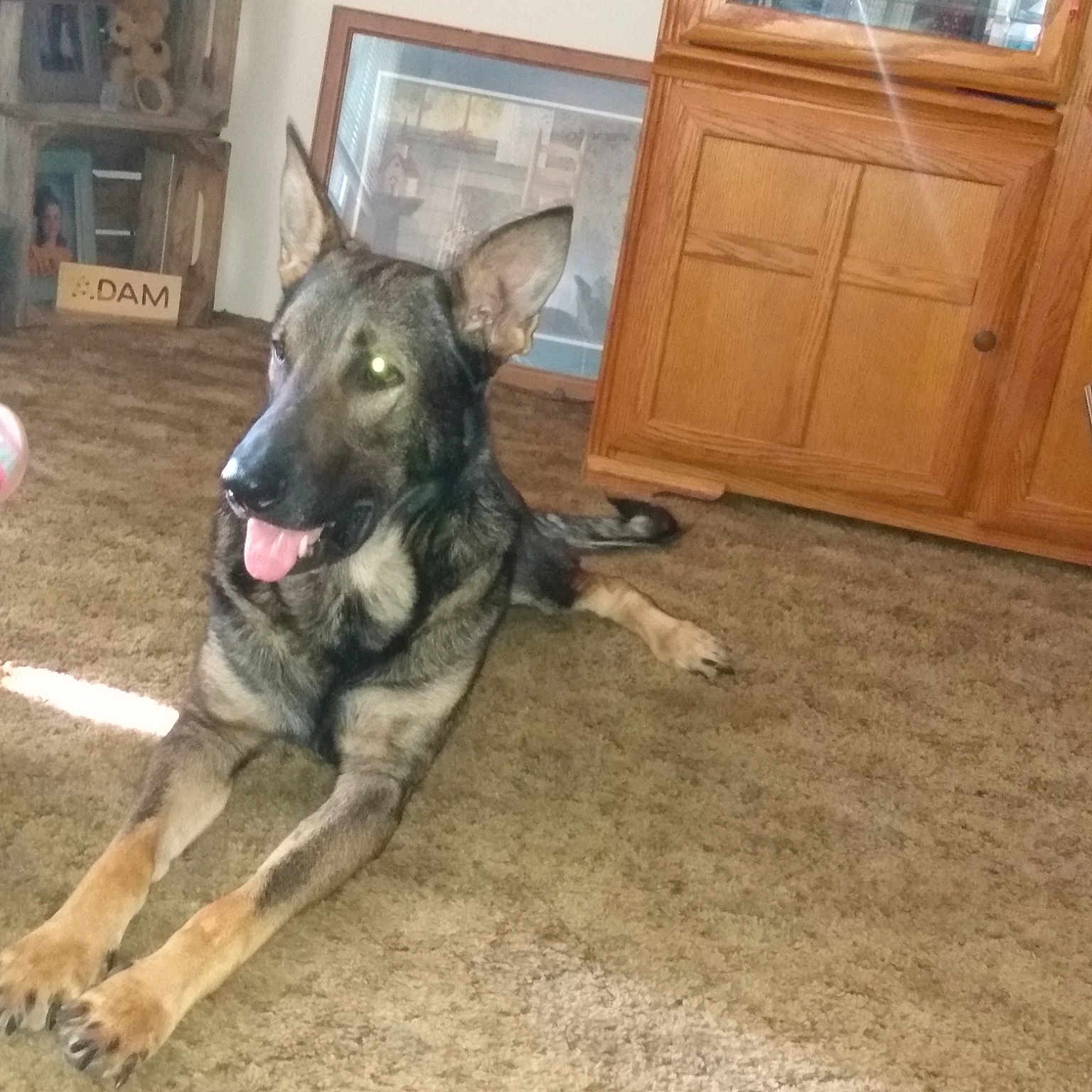 Kai joined the competition — help win amazing prizes! bookcase, cabinetry, carnivore, collar, companion_dog, dog, dog_breed, drawer, flooring, guard_dog, hardwood, herding_dog, picture_frame, shelf, snout, television, varnish, wood, wood_stain, working_dog