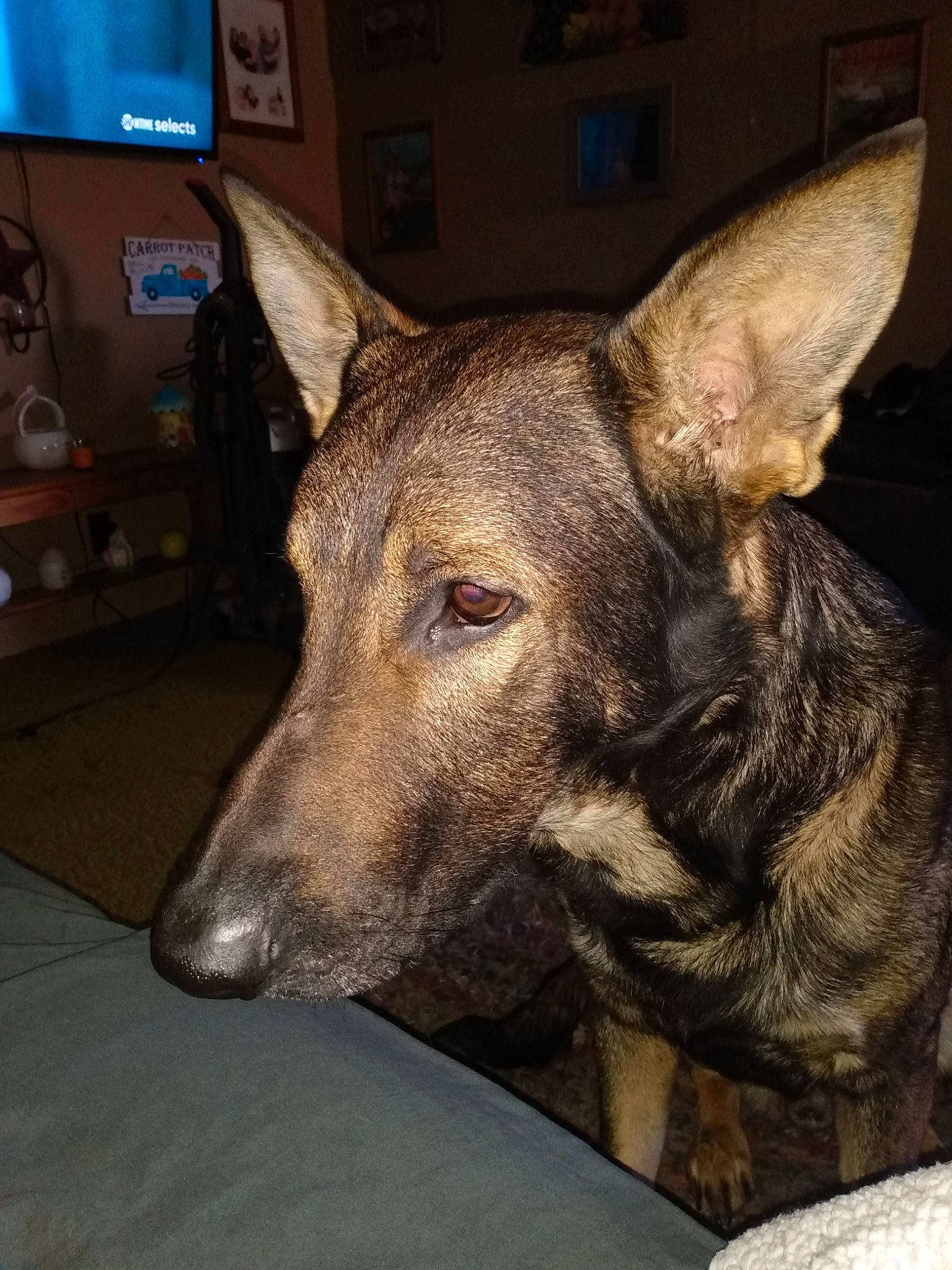 Kai is registered to the contest to win money with this photo: canidae, carnivore, companion_dog, dog, dog_breed, east_european_shepherd, fawn, fur, guard_dog, herding_dog, led_backlit_lcd_display, non_sporting_group, picture_frame, sighthound, snout, sporting_group, television, whiskers, working_animal, working_dog