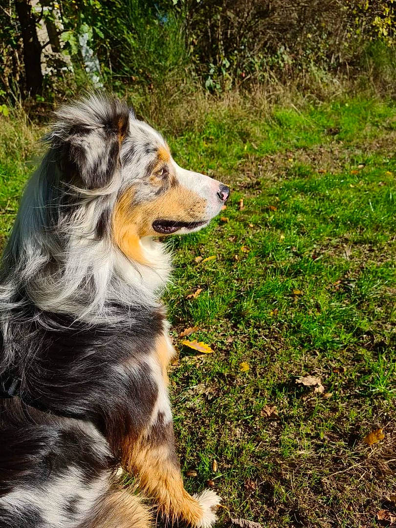 Syrius participe au concours pour gagner de l'argent avec cette photo : australian_collie, canidae, carnivore, collie, companion_dog, dog, dog_breed, fur, grass, groundcover, herding_dog, plant, rough_collie, snout, sporting_group, terrestrial_animal, tree, whiskers, working_dog