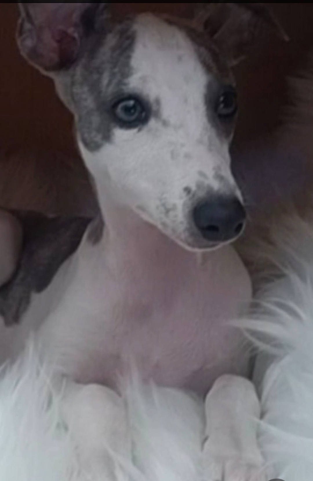 Ushka a rejoint le concours — aidez-le/la à gagner de superbes lots ! ancient_dog_breeds, art, canidae, carnivore, companion_dog, dog, dog_breed, ear, monochrome, monochrome_photography, non_sporting_group, rampur_greyhound, sighthound, snout, sporting_group, terrestrial_animal, whiskers, working_animal