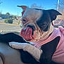 dog, boston_terrier, tongue_out, pink_sweater, close_up, car_interior, dashboard, pet, animal, cute, tongue, black_and_white, fur, paw, daylight, outdoor, window, blue_sky, parking_lot, relaxed