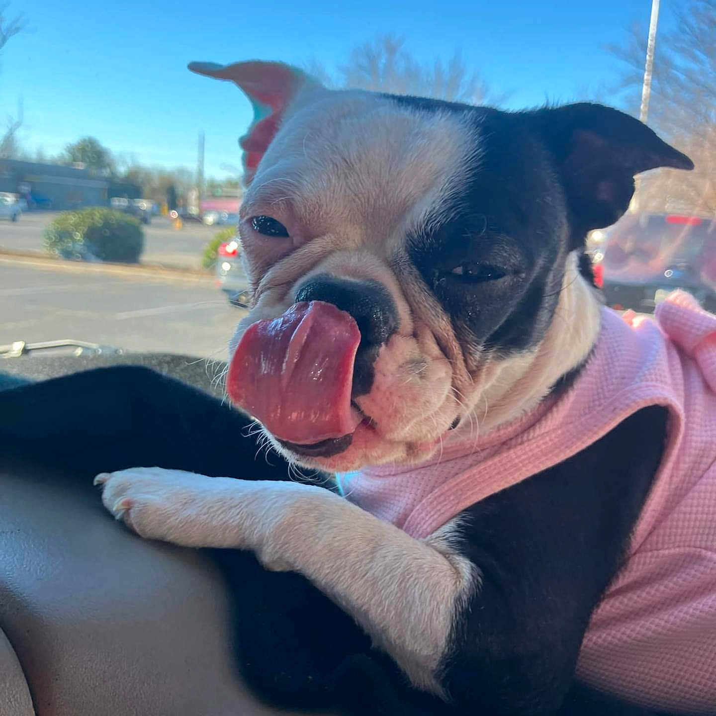 Sassy is registered to the contest to win money with this photo: animal, black_and_white, blue_sky, boston_terrier, car_interior, close_up, cute, dashboard, daylight, dog, fur, outdoor, parking_lot, paw, pet, pink_sweater, relaxed, tongue, tongue_out, window