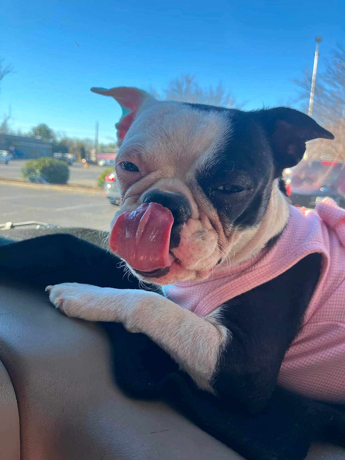 Sassy is registered to the contest to win money with this photo: dog, boston_terrier, tongue_out, pink_sweater, close_up, car_interior, dashboard, pet, animal, cute, tongue, black_and_white, fur, paw, daylight, outdoor, window, blue_sky, parking_lot, relaxed