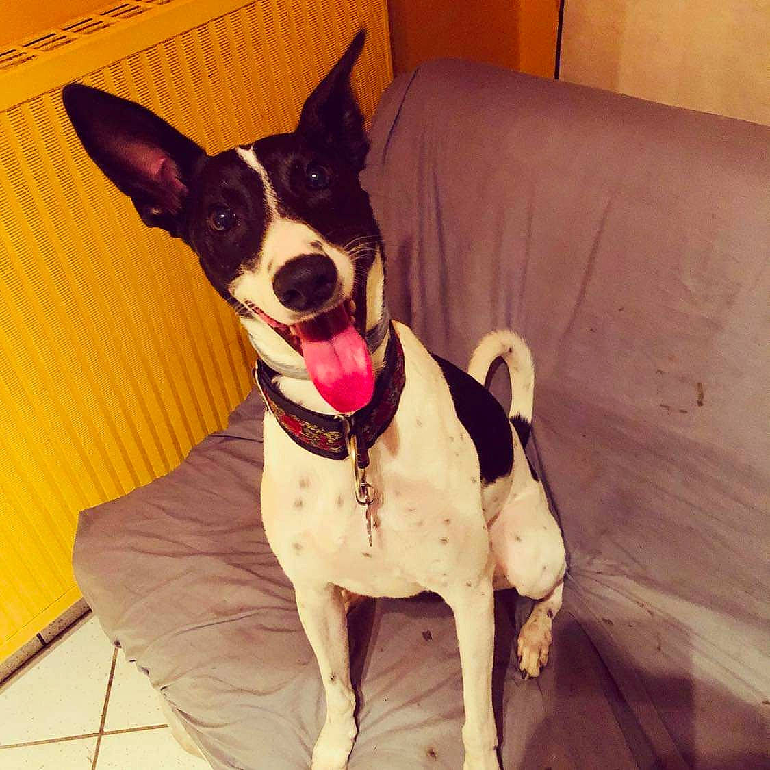 Lancelot participe au concours pour gagner de l'argent avec cette photo : canidae, carnivore, collar, comfort, companion_dog, couch, dog, dog_breed, dog_collar, dog_supply, fawn, flooring, hardwood, pet_supply, snout, sporting_group, tail, whiskers, wood, working_animal