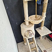 Shelby participe au concours pour gagner de l'argent avec cette photo : cat, cat_tree, scratching_post, rope_toy, indoor, pet, feline, beige, cozy, peeking, curious, floor_mat, paw_print, ladder, hanging_toy, wall, carpet, corner, resting_spot, home