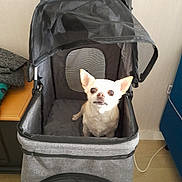 Effy a rejoint le concours — aidez-le/la à gagner de superbes lots ! dog, chihuahua, pet_stroller, indoor, small_dog, white_dog, curious, pet, canine, furniture, table, cabinet, floor, leash, mesh_cover, household, cute, animal, walking_aid, companion