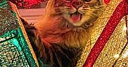 Phantom joined the competition — help win amazing prizes! cat, holiday_decorations, glitter, red_lights, green_lights, gold_lights, festive, playful, tongue_out, close_up, pet, indoor, colorful, sparkle, bright, cute, animal, feline, decor, celebration