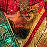 cat, holiday_decorations, glitter, red_lights, green_lights, gold_lights, festive, playful, tongue_out, close_up, pet, indoor, colorful, sparkle, bright, cute, animal, feline, decor, celebration
