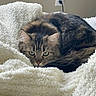 Phantom is registered to the contest to win money with this photo: cat, tabby, pet, animal, feline, fluffy, blanket, cozy, resting, indoor, fur, cute, eyes, whiskers, sleepy, soft, comfort, domestic, relaxed, bedroom